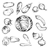 Hand drawn different vegetables