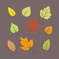 Colorful autumn leaves set vector illustrations