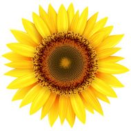 Sunflower N14