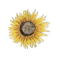 sunflower skectch vector illustration