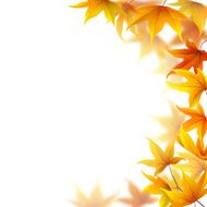 autumn maple leaves N7