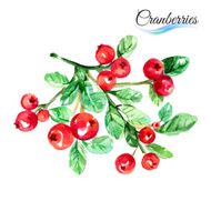 Cranberries