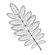 rowan leaf N4