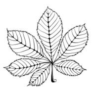 chestnut leaf N3