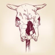 cow skull hand drawn vector llustration realistic sketch