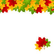maple template N3