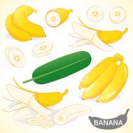 Set of banana with leaf in various styles vector format