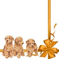 dog and ribbon illustration N46