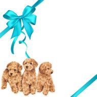 dog and ribbon illustration N48