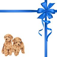 dog and ribbon illustration N51