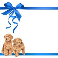dog and ribbon illustration N52