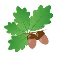 Acorns With Oak Leaves in Summer Isolated Objects N2