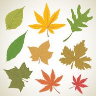 Set of colorful autumn leaves Nature Vector illustration