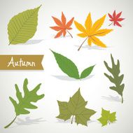 Set of colorful autumn leaves Nature Vector illustration N2