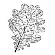 oak leaf with