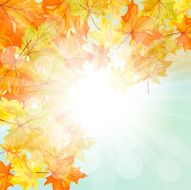 Autumn Frame N24