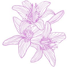Graphic drawing bouquet of lilies N2
