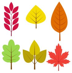 autumn leaves N50