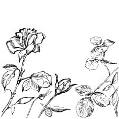 Hand drawn composition of roses buds and leafs