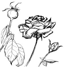 Hand drawn composition of roses buds and leafs N2
