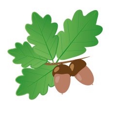 Acorns With Oak Leaves in Summer Isolated Objects N2