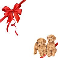 dog and ribbon illustration N67