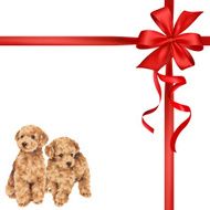 dog and ribbon illustration N69