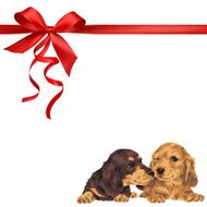 dog and ribbon illustration N85