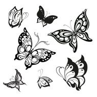 Vector Butterflies N5