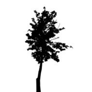 Tree Silhouette Isolated on White Background Vector Illustratio