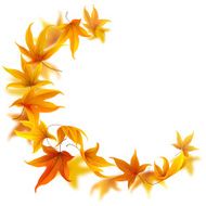 Falling autumn maple leaves