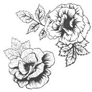 Vector roses N2