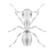 Ant 3d style vector illustration for print tatto t-shirt