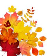 Isolated yellow orange red autumn leaves vector illustration