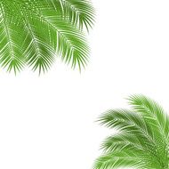 palm branch frame