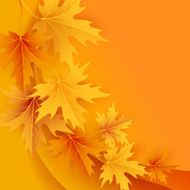 Autumn maples falling leaves background