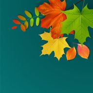 green yellow orange autumn leaves vector illustration