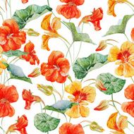 Watercolor nasturtium flower pattern N4