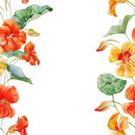 Watercolor nasturtium flower pattern N6