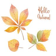 Watercolor autumn leaves N2