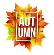 Autumn typographic Fall leaf Vector illustration N11
