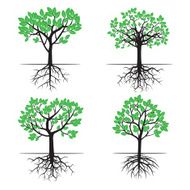 Set of Trees and Roots