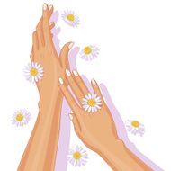 Female Hands and Chamomile Flowers