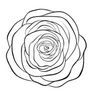 Beautiful monochrome black and white rose isolated on background N4