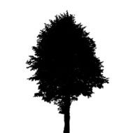 Tree Silhouette Isolated on White Background Vector Illustratio N5