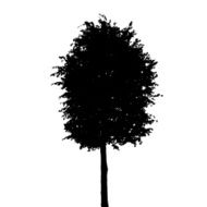 Tree Silhouette Isolated on White Background Vector Illustratio N6