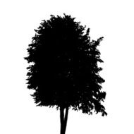 Tree Silhouette Isolated on White Background Vector Illustratio N7