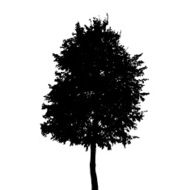 Tree Silhouette Isolated on White Background Vector Illustratio N8