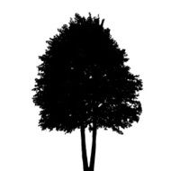 Tree Silhouette Isolated on White Background Vector Illustratio N9