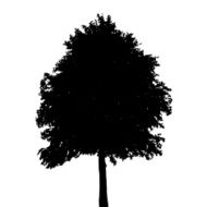 Tree Silhouette Isolated on White Background Vector Illustratio N10